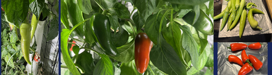 Guide to Growing Peppers in Hydroponic Systems
