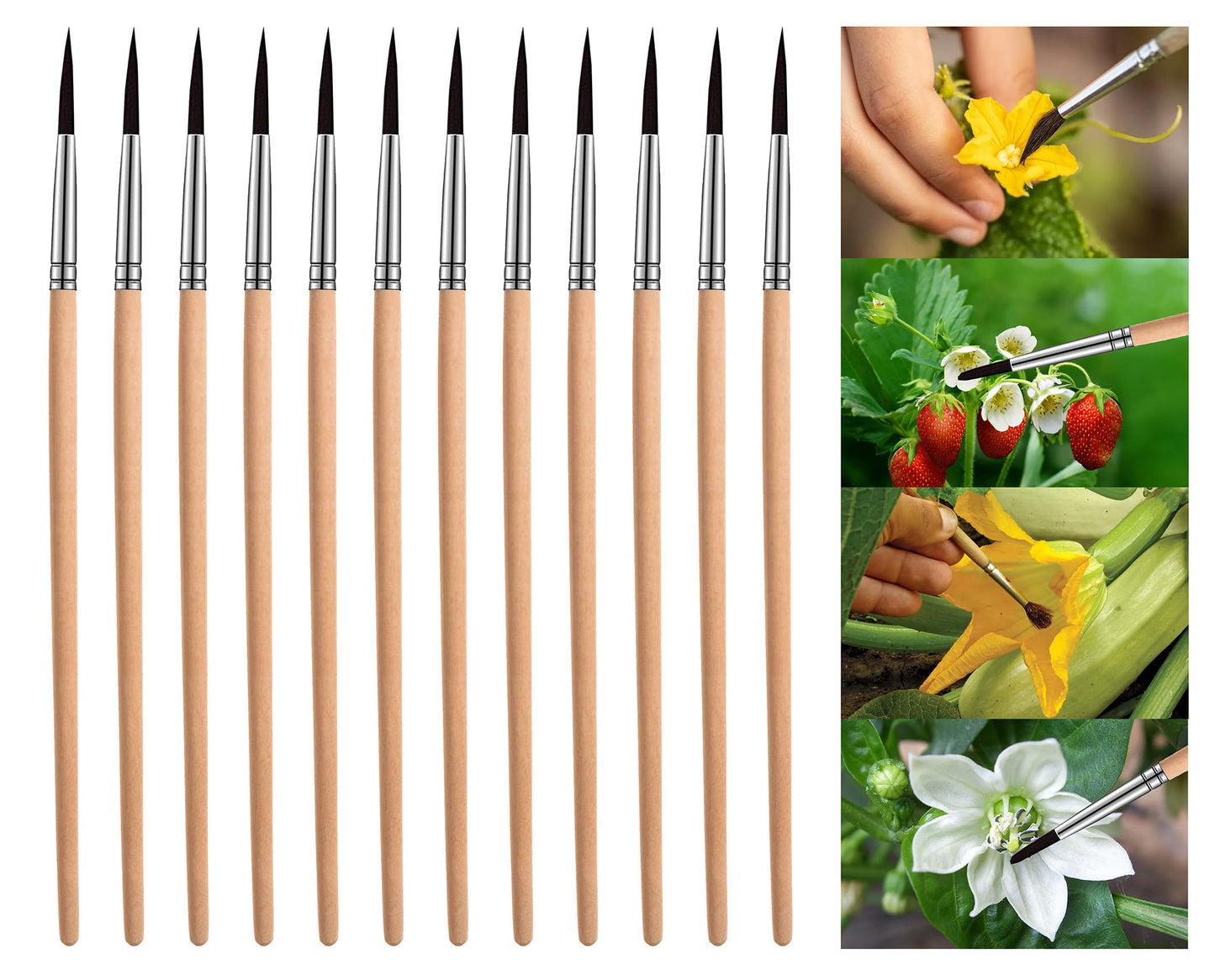 Pollinating Brush (12 Pack)