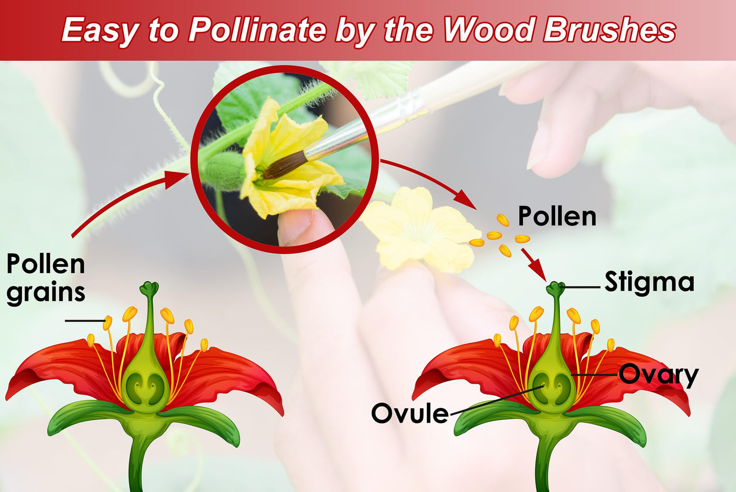 Pollinating Brush (12 Pack)