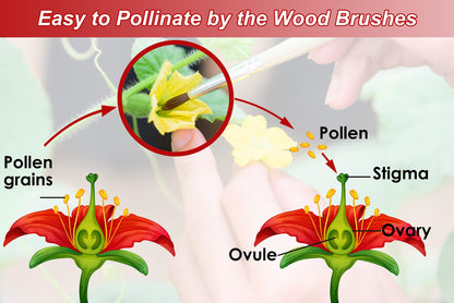 Pollinating Brush (12 Pack)